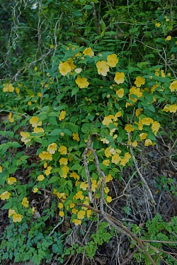 Monday, April 21, 2025 Yamabuki 5 petals