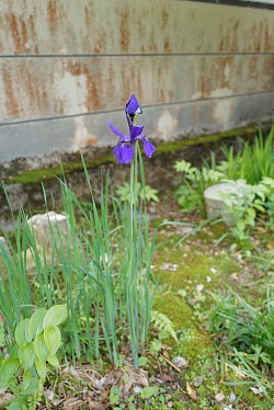 2025.5.15 iris