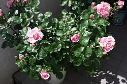 Tuesday, May 20, 2025 Rose