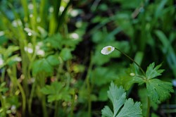 2025年04月16日（水）二輪草　花言葉は「友情」「協力」
