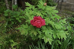 2025年5月9日　芍薬