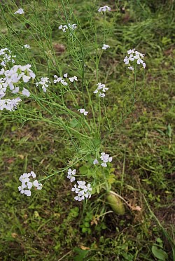 2025年05月11日（日）大根の花　種を作成する予定