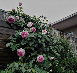 2025/05/17